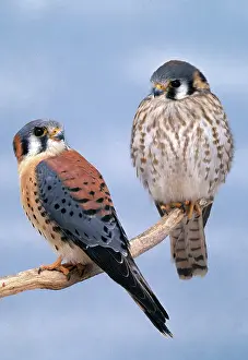 Sparverius: American Kestrel