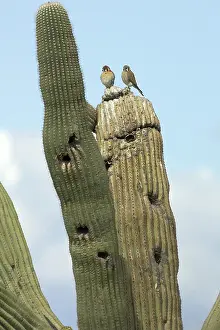 Falconidae: American Kestrel