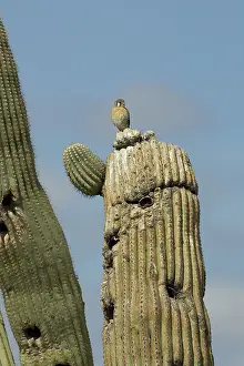 Falconidae: American Kestrel