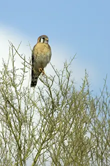 Falconidae: American Kestrel