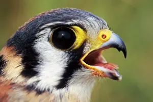 Sparverius: American Kestrel - at banding station during fall migration
