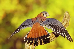 Sparverius: American Kestrel - displaying, wings oustretched