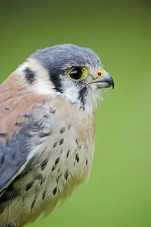 Kestrel: American Kestrel (Falco sparverius), male, portrait
