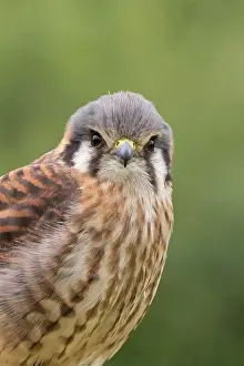 Sparverius: American Kestrel (Falco sparverius) adult female