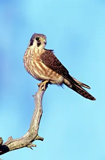 Sparverius: American Kestrel- female