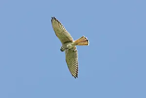 Sparverius: American Kestrel female - in flight eating dragonfly