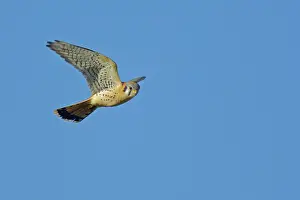 Sparverius: American Kestrel - hovering while hunting