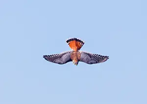 Sparverius: American Kestrel - immature male in flight