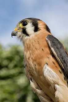 Sparverius: American Kestrel - male