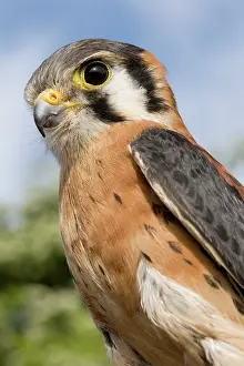Sparverius: American Kestrel - male