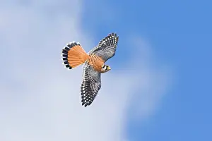 Sparverius: American Kestrel male