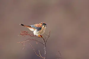Sparverius: American Kestrel - male