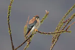 Sparverius: American Kestrel - male