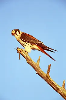 Claw: AMERICAN KESTREL - Male with dragonfly in claw