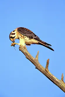 Sparverius: American Kestrel - male feeding