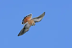 Sparverius: American Kestrel - male in flight