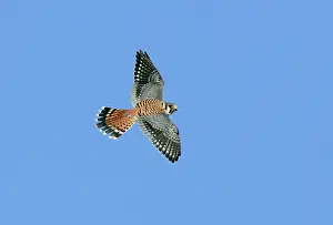 Sparverius: American Kestrel - male in flight