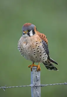 150617: American Kestrel male hunting from fence post