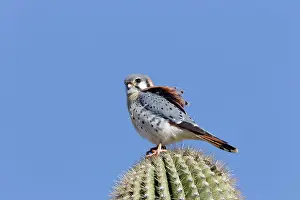 Sparverius: American Kestrel - male - January