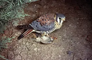 Sparverius: American Kestrel with Prey