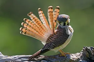 Sparverius: American Kestrel / Sparrow Hawk