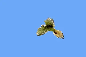 Sparverius: American Kestrel / Sparrow Hawk