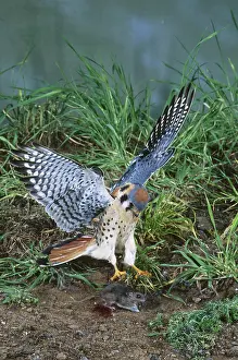 Talons: American Kestrel swoops at prey