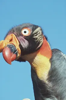 Comb: AMERICAN KING VULTURE - close-up