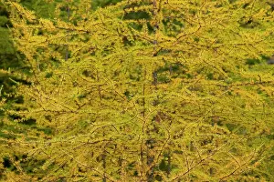 Larches: American Larch Tree - Autumn