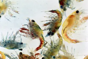 Lobsters: AMERICAN LOBSTER