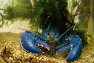 Lobsters: AMERICAN LOBSTER