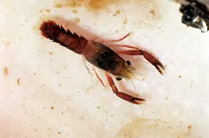 Lobsters: AMERICAN LOBSTER