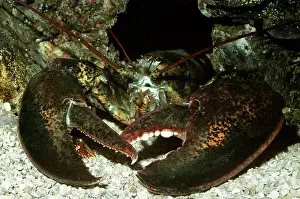 Lobsters: American Lobster