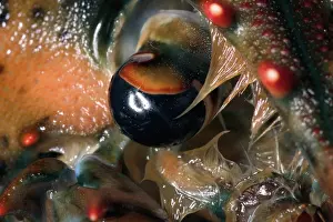 Lobster: American Lobster
