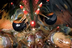 Lobster: American Lobster