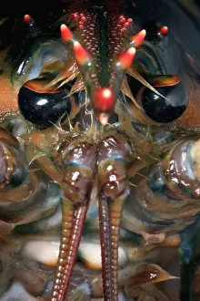 Lobster: American Lobster