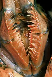 Lobster: American Lobster Mouth Parts