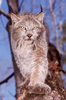 Mary Clay: AMERICAN LYNX - facing, coming down out of tree