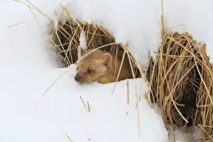 Martens: American Marten - in snow