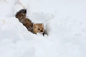 Martens: American Marten - in snow