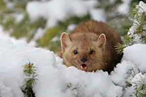 Martens: American Marten - in snow