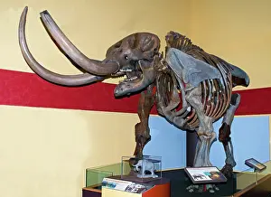 Americanum: American Mastodon Skeleton