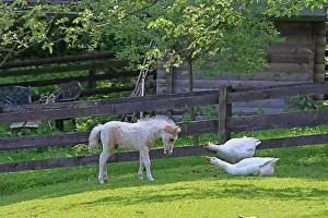 Argue: American Miniature Horse Foal at odds with geese