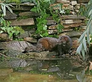 Vison: American Mink