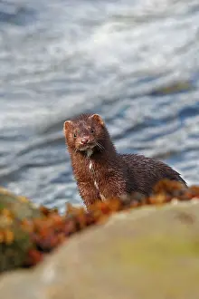 Mink: American Mink