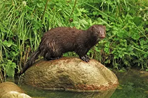 Mink: American Mink