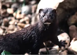 Mink: AMERICAN MINK