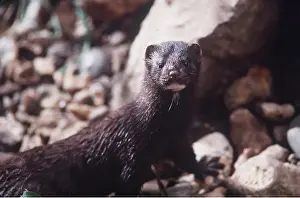 Alien: AMERICAN MINK