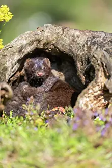 Mink: AMERICAN MINK