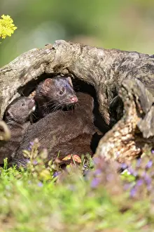 Mink: AMERICAN MINK